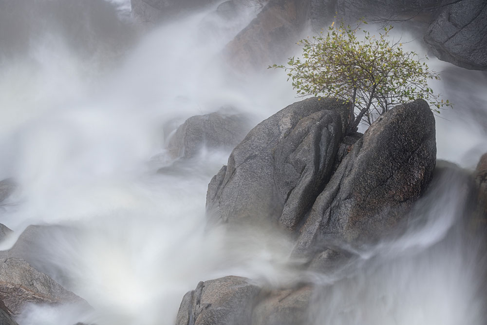 Special A Rock,-Tree-and-Waterfall,-Yosemite-National-Park,-California